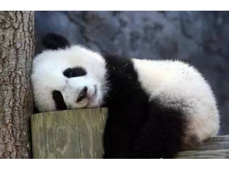 海底撈跨界跨到動(dòng)物界了嗎？愛(ài)心認(rèn)養(yǎng)大熊貓