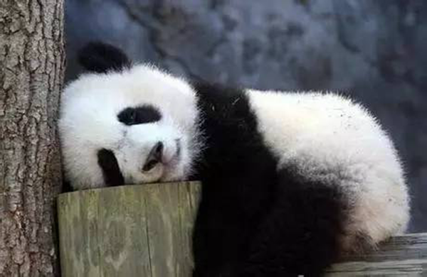 海底撈跨界跨到動(dòng)物界了嗎？愛(ài)心認(rèn)養(yǎng)大熊貓